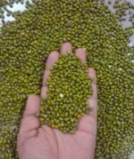 Premium Whole Green Moong (Sabut Moong) 1 Kg | 100% Natural, Unpolished & High Protein | Rich in Fiber - Image 2